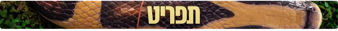 ROCA, תפריט, המסעדה הבאה