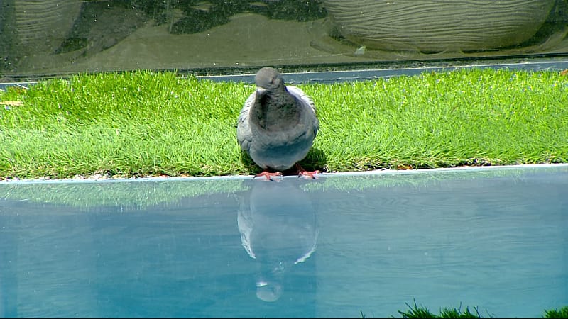 entertainment-the-big-brother-season-06-all-clips-2626-part-2408120933