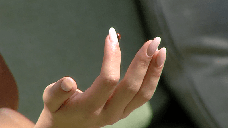 entertainment-the-big-brother-season-08-timeline-part-2603281246