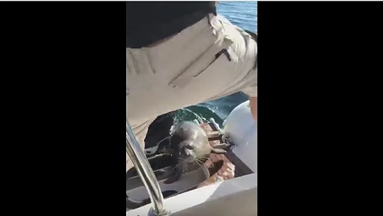 ניוזפיד – צפו: כלב ים קופץ לסירה – וניצל מלווייתן טורף | חדשות 13