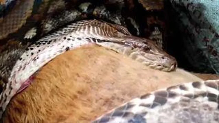 רץ ברשת – קשה לצפייה: כשנחש פיתון תופס את הכלב המשפחתי | חדשות 13