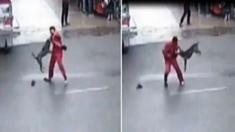רץ ברשת – תיעוד: כלב השתולל במרכז העיר ותקף עשרות אנשים | חדשות 13