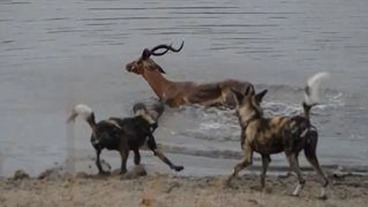 רץ ברשת – אנטילופה שנכנסה למים כדי לברוח מטורפיה – לא ידעה מה מצפה לה | חדשות 13