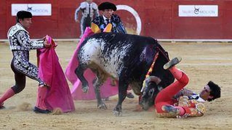 רץ ברשת – טרגדיה בזירה: שור נוגח למוות במטאדור – לראשונה מזה 30 שנה | חדשות 13