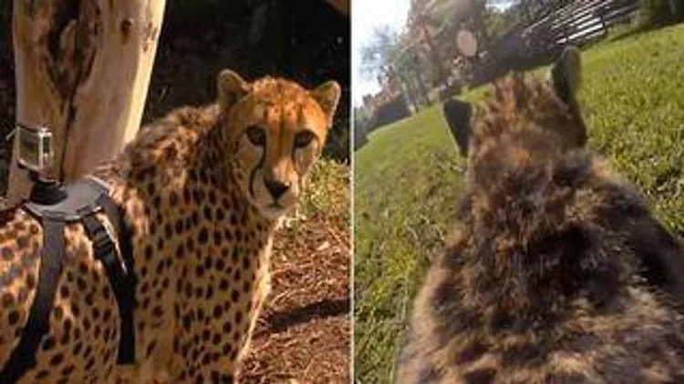 רץ ברשת – כך זה נראה כשמחברים מצלמת גו פרו לצ'יטה | חדשות 13