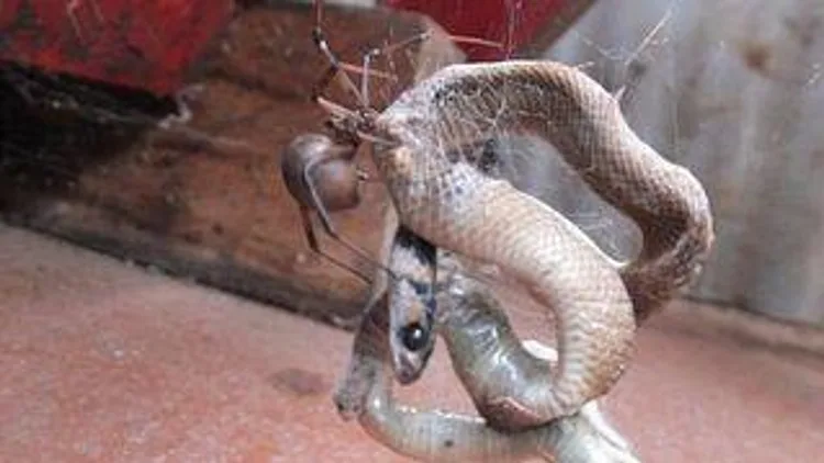 רץ ברשת – מלכודת המוות של העכביש לנחש הארסי | חדשות 13