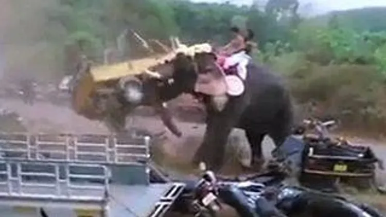 רץ ברשת – צפו: פיל יוצא משליטה ומתחיל ולהעיף רכבים באוויר | חדשות 13