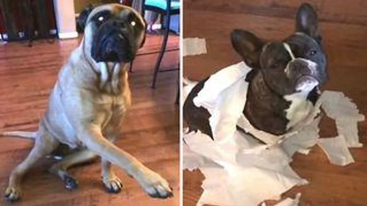 רץ ברשת – כלב מלשין על חברו | חדשות 13