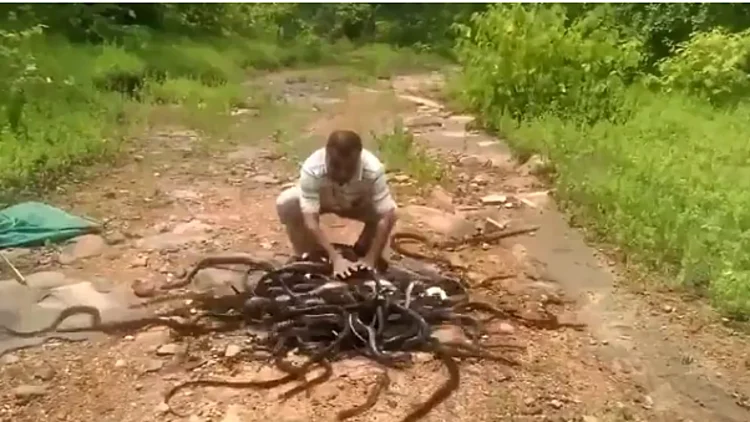 300 נחשים בשק אחד: זה מה שלוכד נחשים עושה איתם לאחר התפיסה