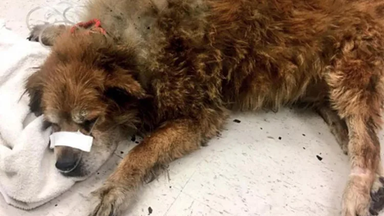 הכלב נבח – והציל את בעליו משריפה | חדשות 13