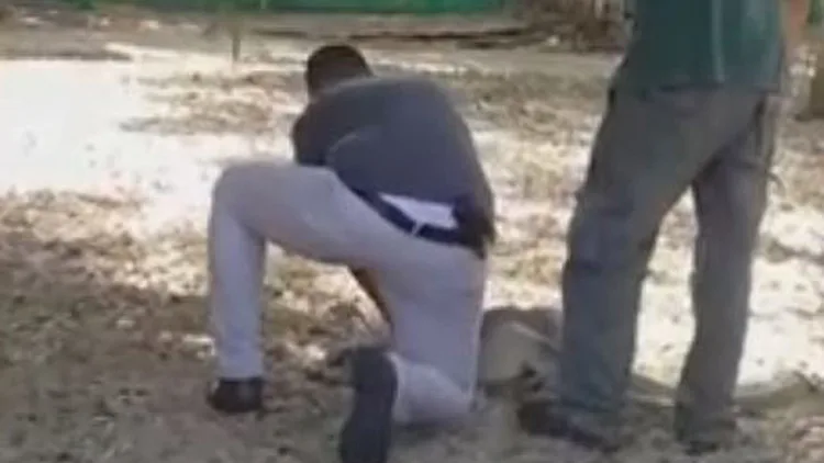 קנגורו מת מחנק: "מבקר האכיל אותו" | חדשות 13