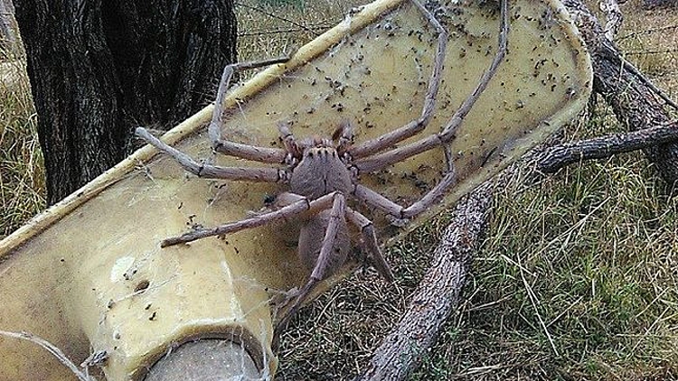 מפחיד: האם נמצא העכביש הגדול ביותר בעולם? | חדשות 13