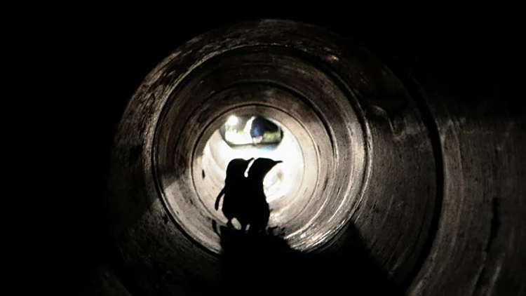 איך פינגווינים חוצים כביש בשלום? | חדשות 13