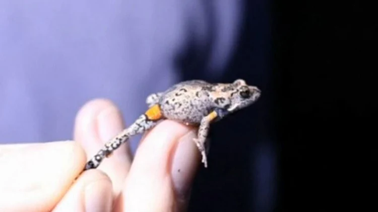 יש מלכה חדשה לביצה | חדשות 13