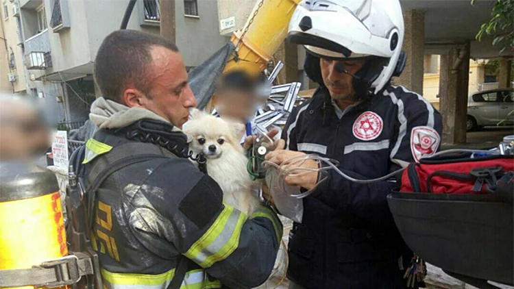 הסיר נשכח על הגז, הכלבה חולצה | חדשות 13