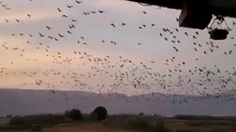 השמיים נצבעו בשחור באגמון החולה | חדשות 13