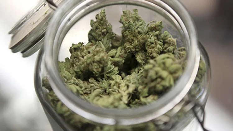 ליצמן: תומך בייצוא קנאביס רפואי | חדשות 13