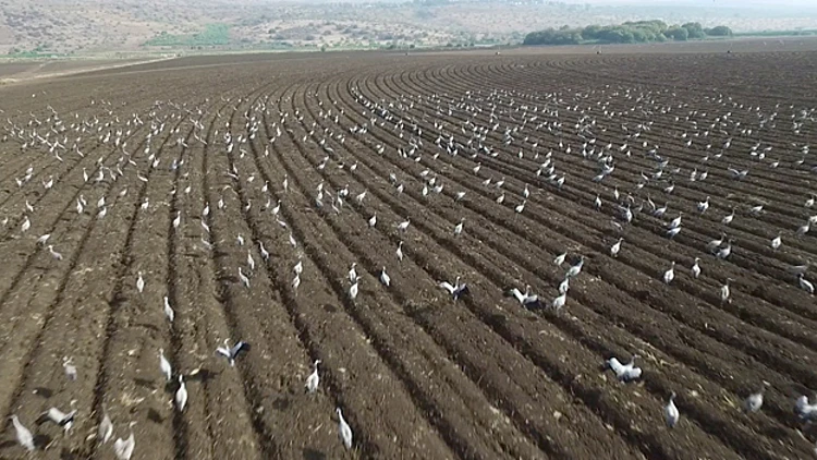 מבט על: עגורים באגמון החולה | חדשות 13