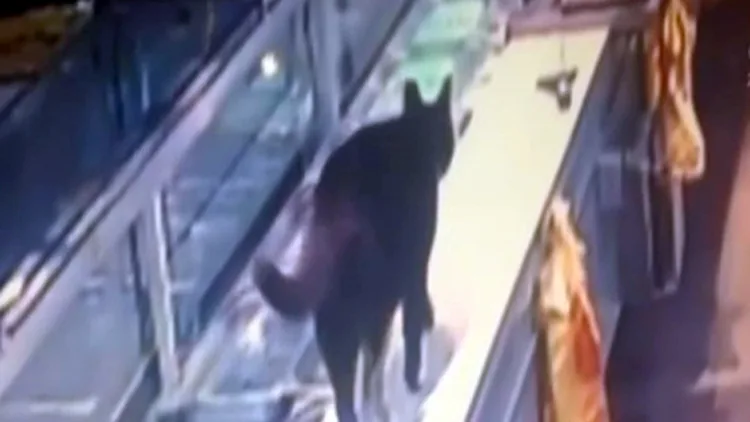 מנהל הסניף: "יש חתולים"; בכיר ביינות ביתן: "לא שולחים לוכד" | חדשות 13