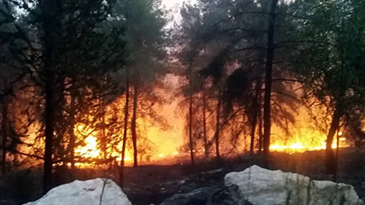 השריפה ביער לטרון, היום (אלעד זוהר)