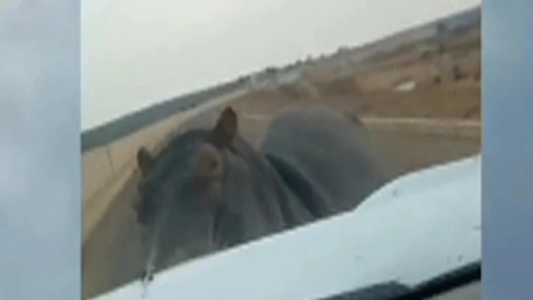 עצר לצלם היפופוטם – והותקף | חדשות 13