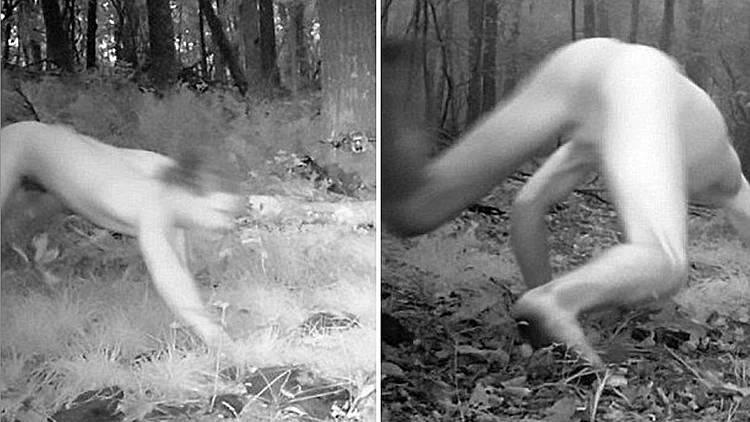 הציבו מצלמות נסתרות כדי לתעד בע"ח ביער – ואז הוא הופיע | חדשות 13