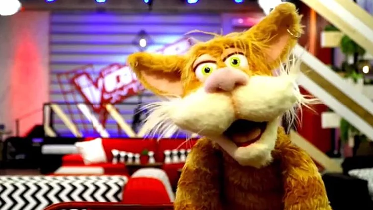 הכירו את ג'ימי החתול המופרע שמגיע ל- The Voice