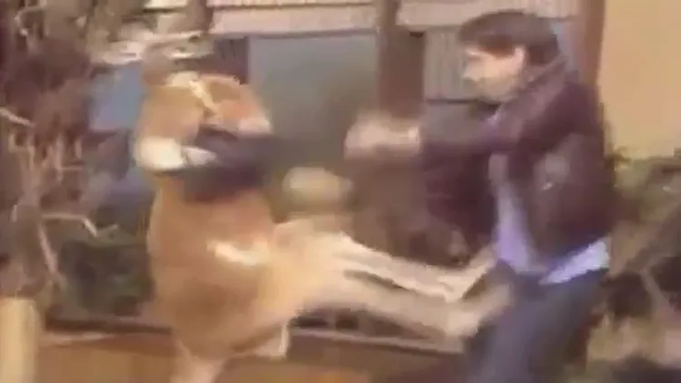 כשהקנגרו מחזיר מלחמה