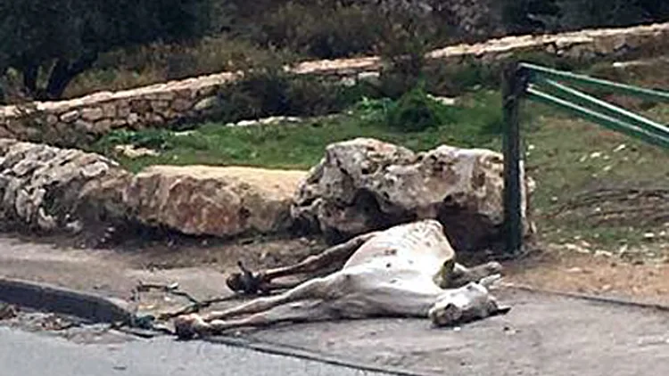 גופתו של הסוס נמצאה מוטלת ברחוב