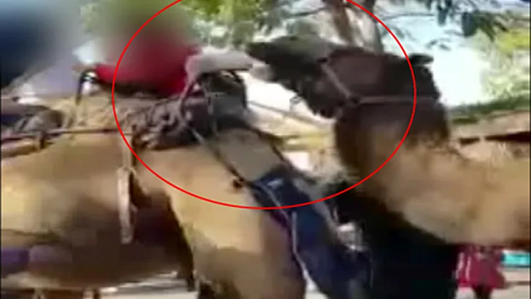 תיעוד: בת 6 ננשכה כשרכבה על גמל