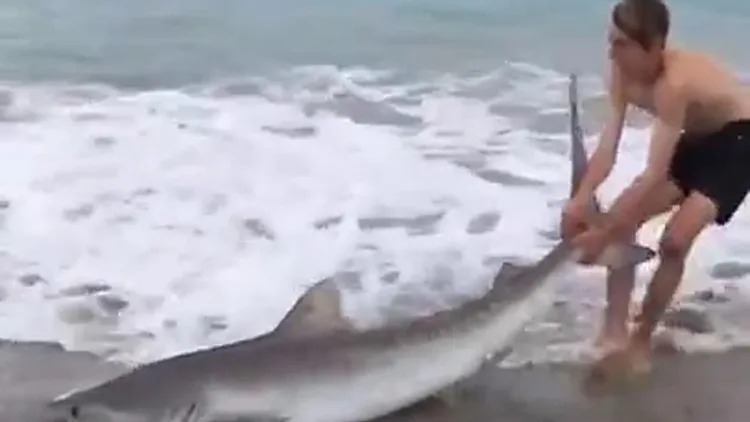 צפו במבצע ההצלה של הכריש