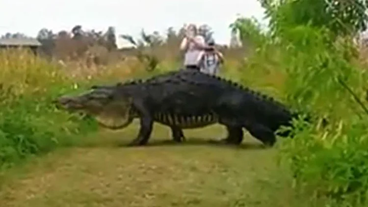 זוחל עצום באורך 4 מטרים תועד על ידי המבקרים