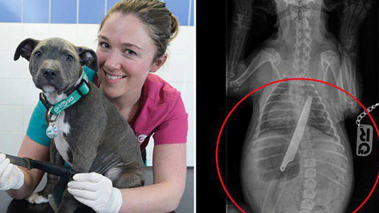 גורה בלעה סכין באורך לא פחות מ20 ס"מ | חדשות 13