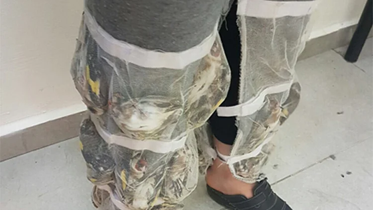 צפו: כמה ציפורים מוחבאות במכנס אחד? | חדשות 13