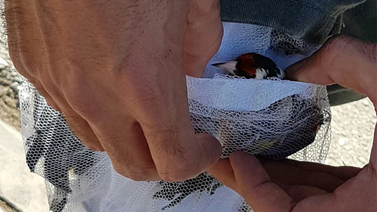 שוב: מבריח ציפורים נתפס בגבול