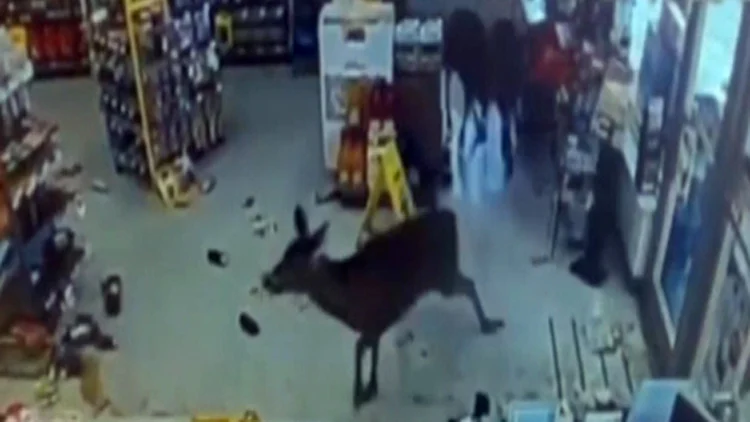 צפו: מה חיפשה משפחת הצבאים בחנות? | חדשות 13