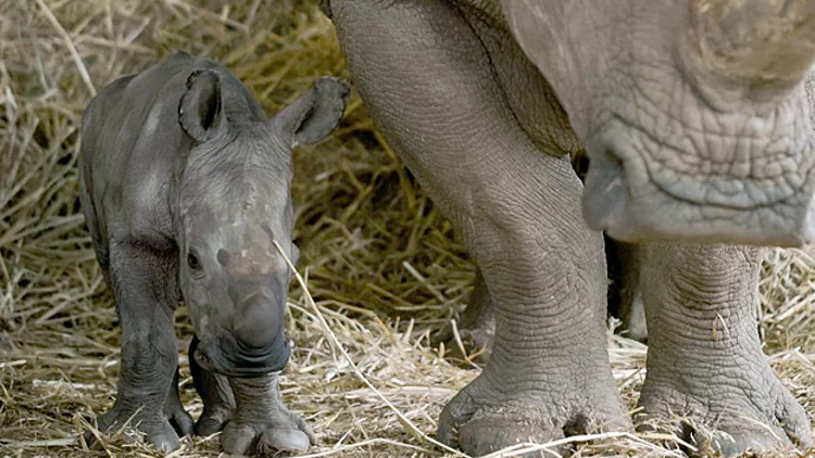 האם הטריה ורמי. "מטפלת בו במסירות"