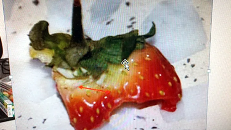 התות הנגוס - שהסגיר את הפורץ