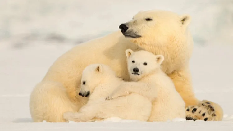 דב הקוטב הצפוני, ארכיון