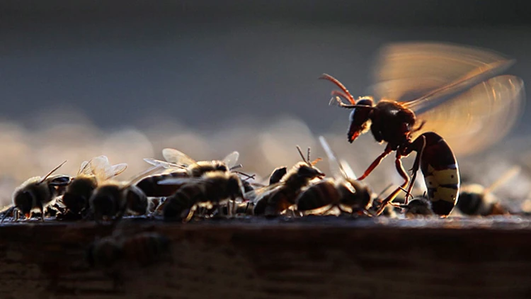 התמונות הכי מיוחדות: משתחווים בפני האויב המר | חדשות 13