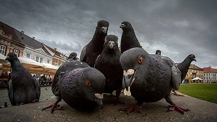 כשחיות נראות כאילו הן הצטלמו לעטיפה של אלבום
