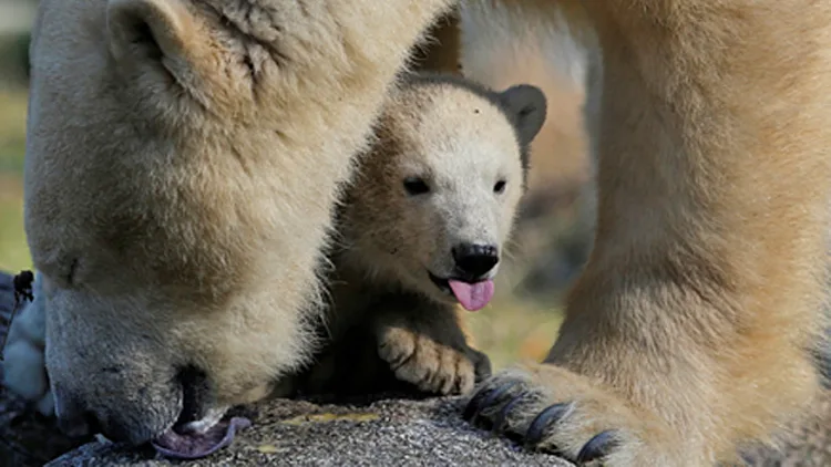 תמונות השבוע בעולם: הדובה הקטנה שריגשה את גן החיות, צפו | חדשות 13