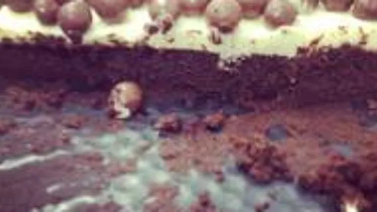 סופלה שוקולד עם קרם וניל | רשת 13