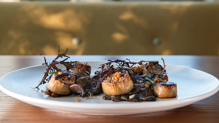 ראשונות: סקאלופ יערות על קרם ארטישוק ירושלמי | רשת 13