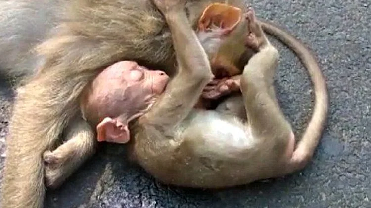 באמצע הכביש - תגובת הגור ריגשה מיליונים