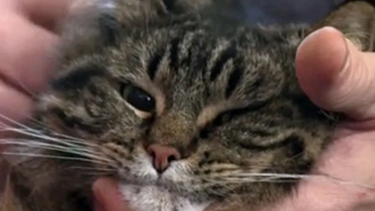 חתולה שהתריאה על הדלפת גז