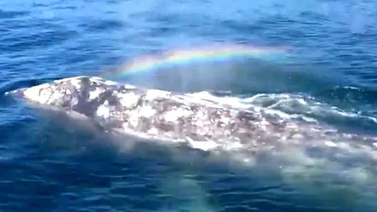 צפו: לוויתן "מתיז" קשת בענן | חדשות 13