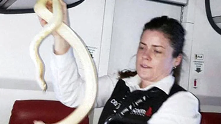 הנחש הישנוני בידי הדיילת בשמי אלסקה