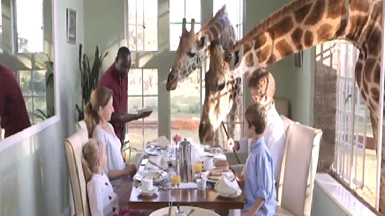 צפו: ארוחת בוקר עם ג'ירפות במלון | חדשות 13