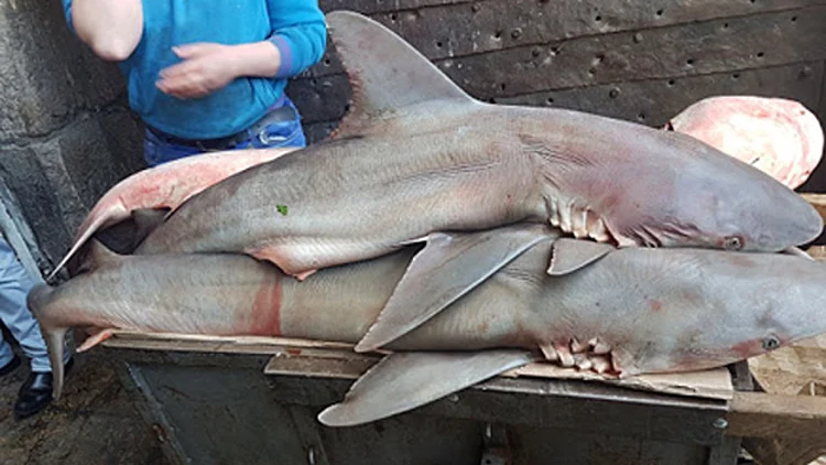 "מראה קשה ולא שגרתי"